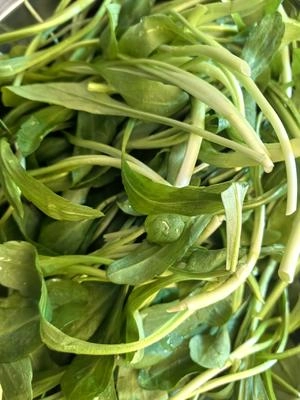 How to Make Dried Parsley with Marjoram in 7 Steps Step 1